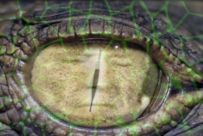 глаза рептилоида 