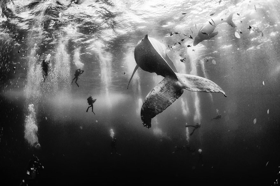 Majestic photos of whales 02