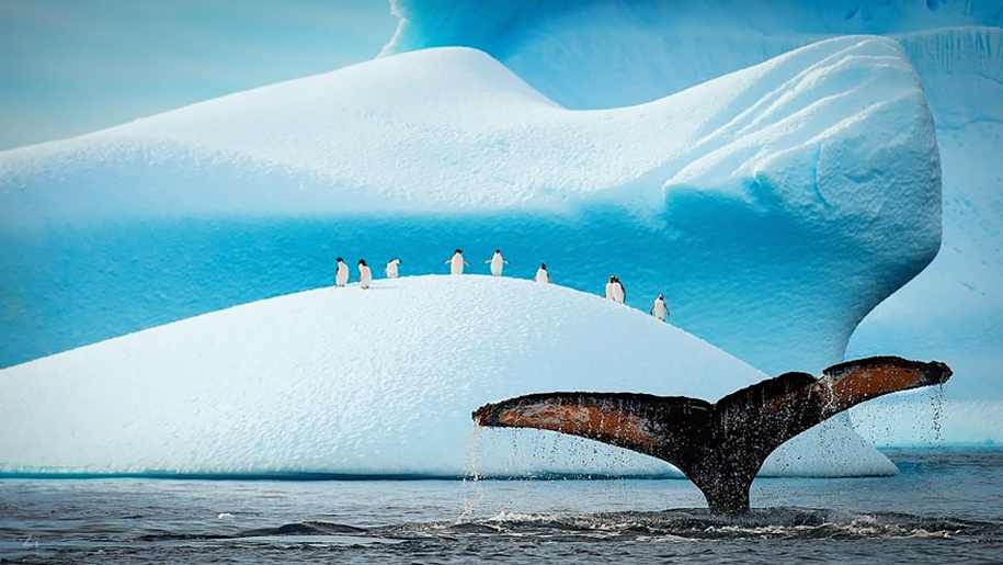 Majestic photos of whales 03