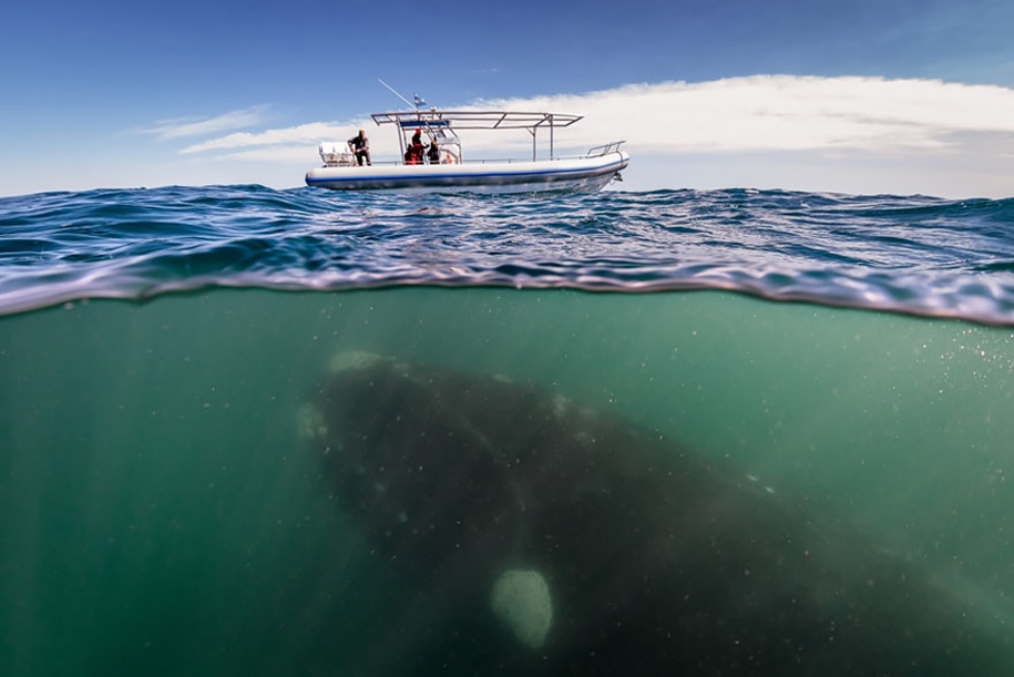 Majestic photos of whales 09