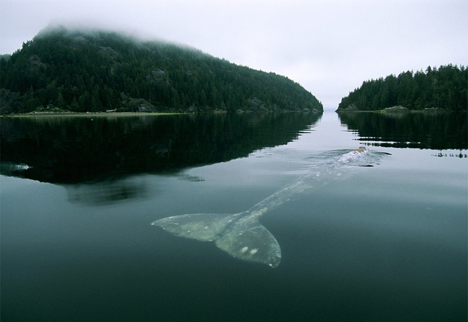 Majestic photos of whales 12