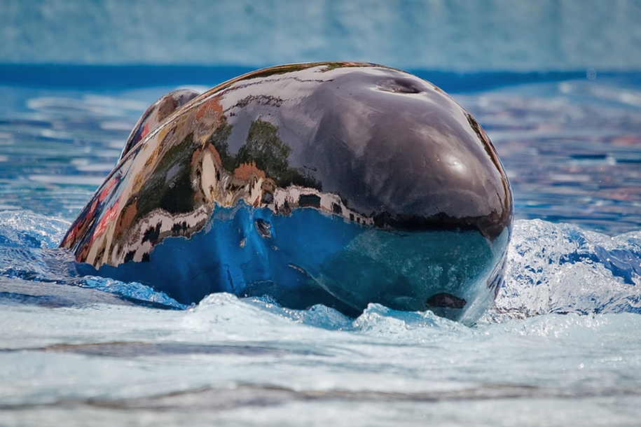 Majestic photos of whales 14