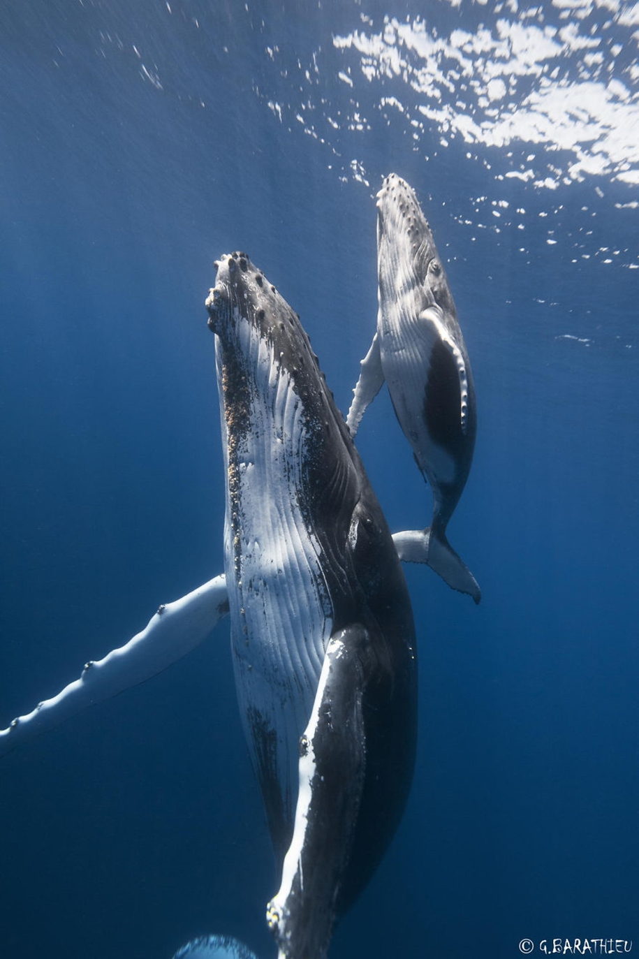 Majestic photos of whales 15