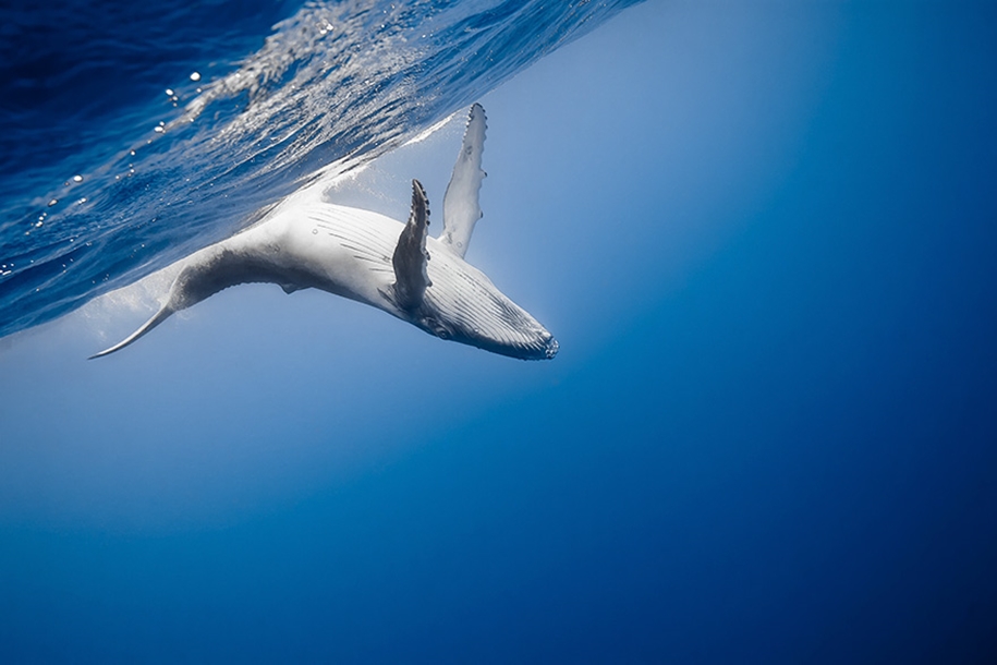 Majestic photos of whales 17