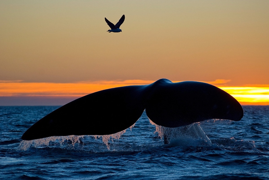 Majestic photos of whales 19