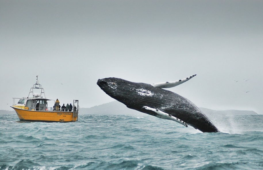 Majestic photos of whales 21