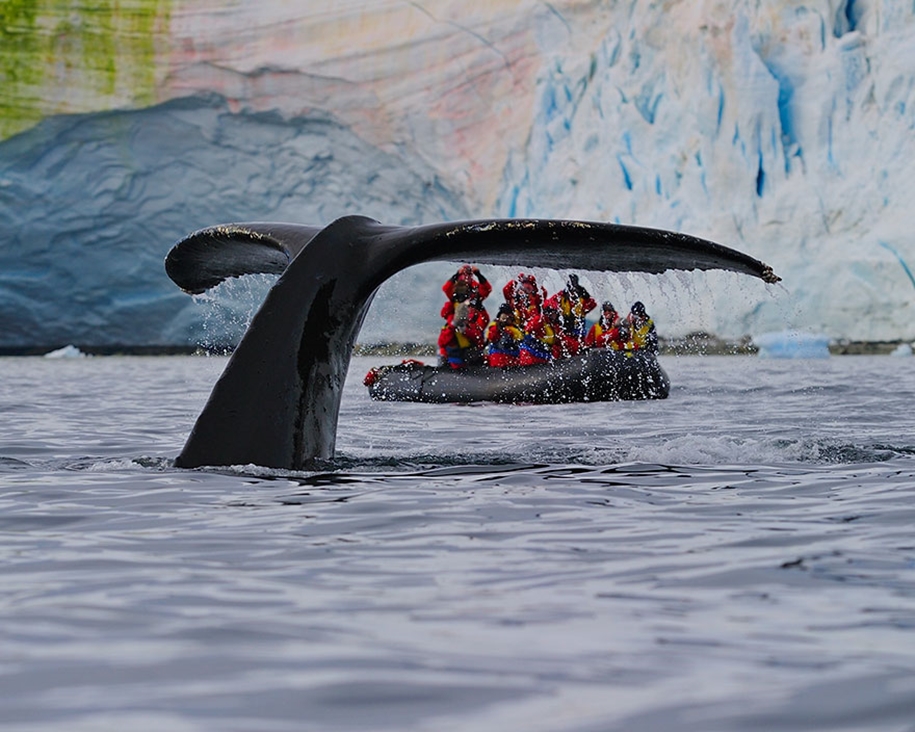 Majestic photos of whales 24