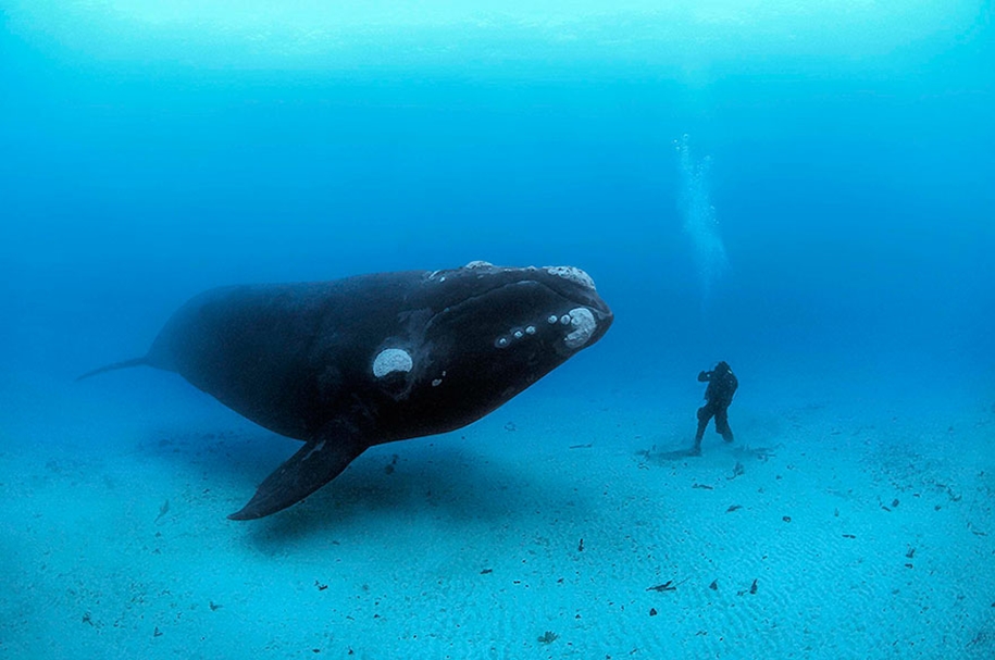 Majestic photos of whales 25