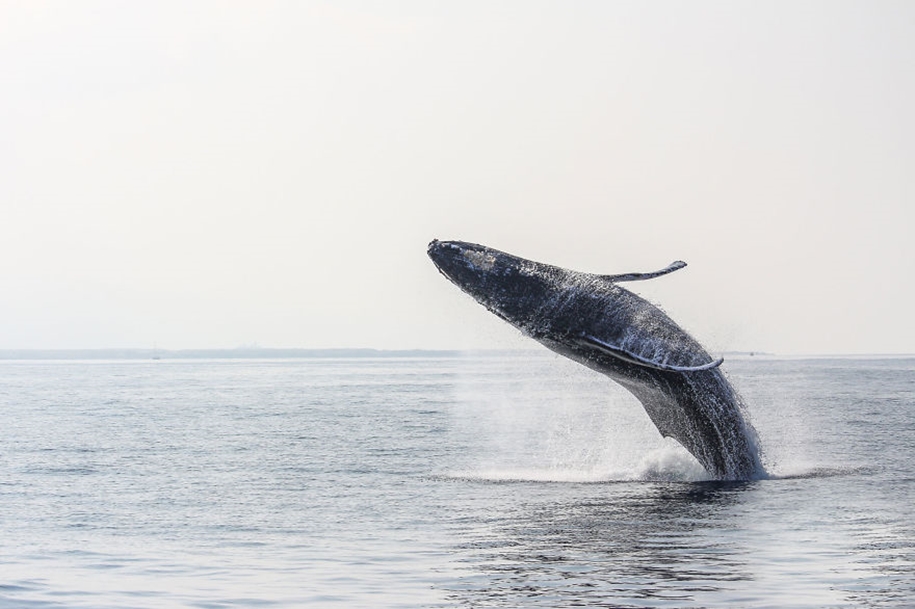 Majestic photos of whales 26