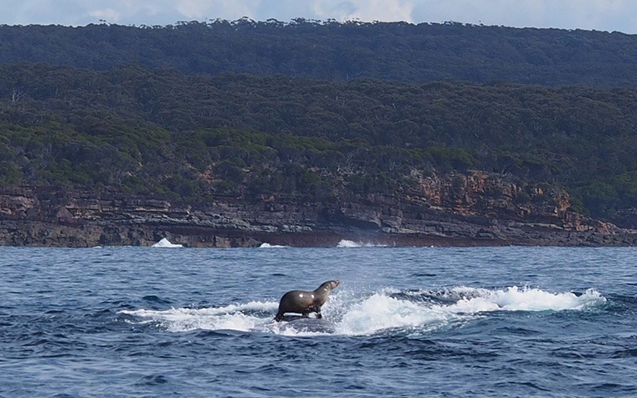 Majestic photos of whales 27