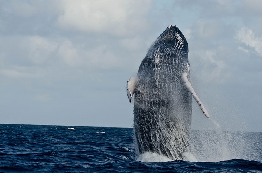 Majestic photos of whales 29