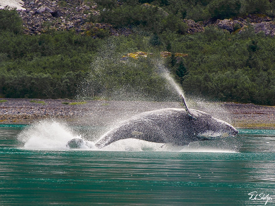 Majestic photos of whales 30