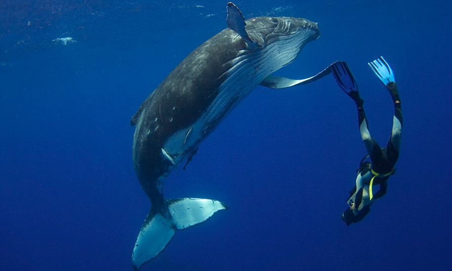 Majestic photos of whales 31