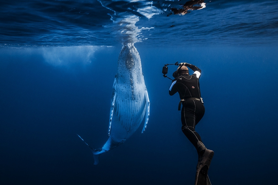 Majestic photos of whales 32