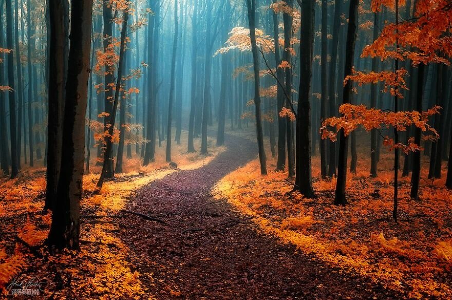 dreamlike-autumn-forests-janek-sedlar-12__880