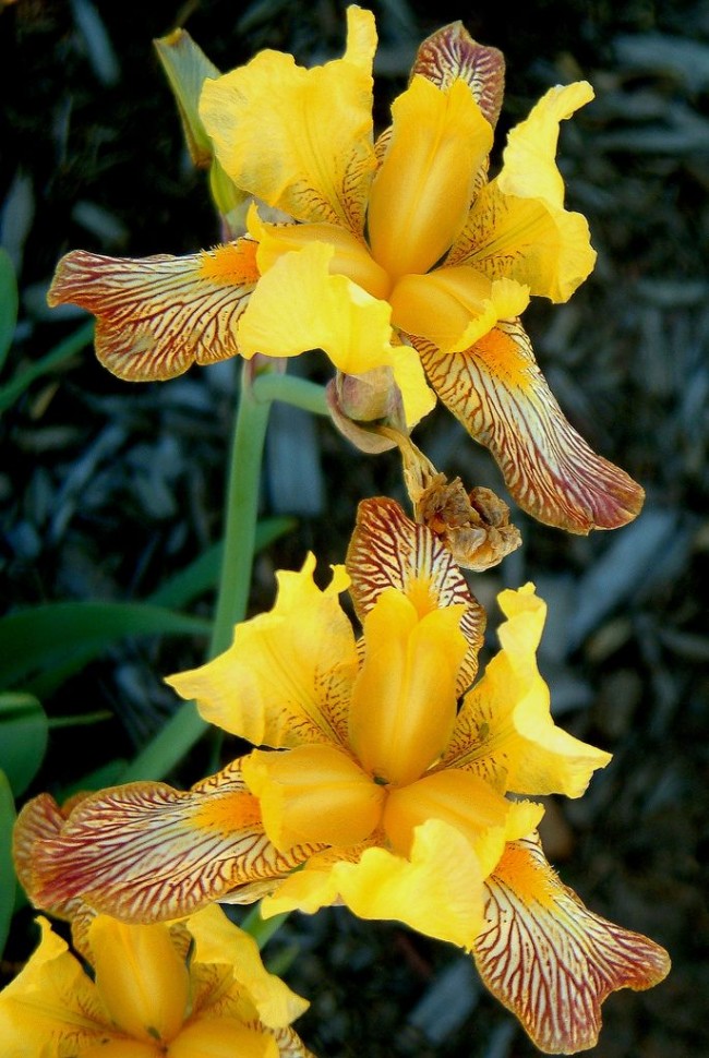 Желтые ирисы с узорчатым рисунком на нижней доле околоцветника