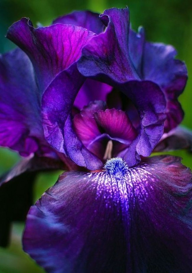 Макросъемка темно-фиолетового ириса