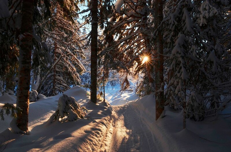 Зимняя тайга (фото)