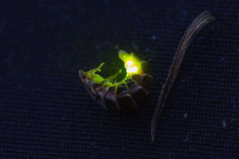 Внешний вид светлячка в темноте со светящимся зелёным огоньком последним сегментом брюшка (личинка светляка обыкновенного, Lampyris noctiluca, иванов червячок, ивановский червячок)