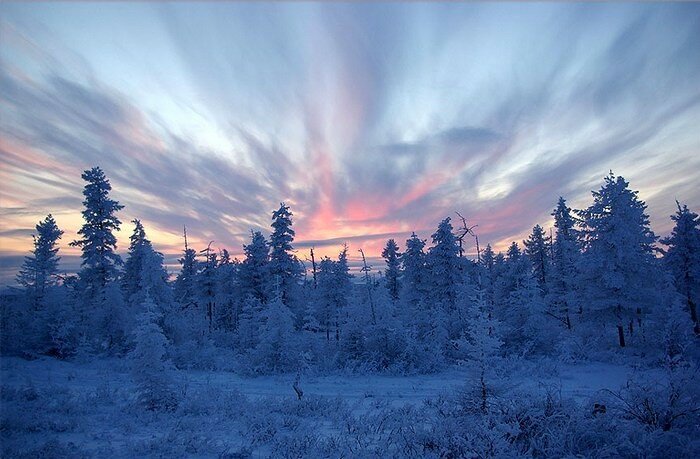 Зимняя тайга (фото)