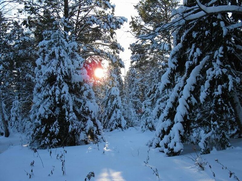 Зимняя тайга (фото)