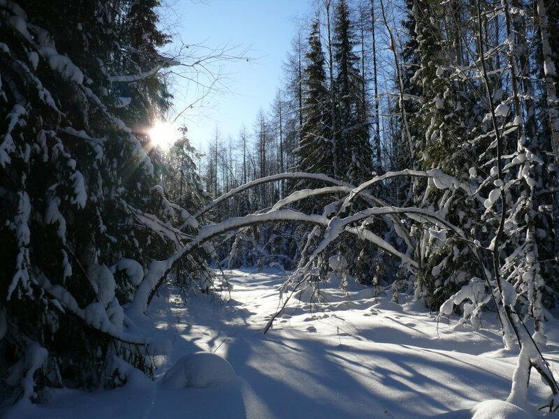 Зимняя тайга (фото)