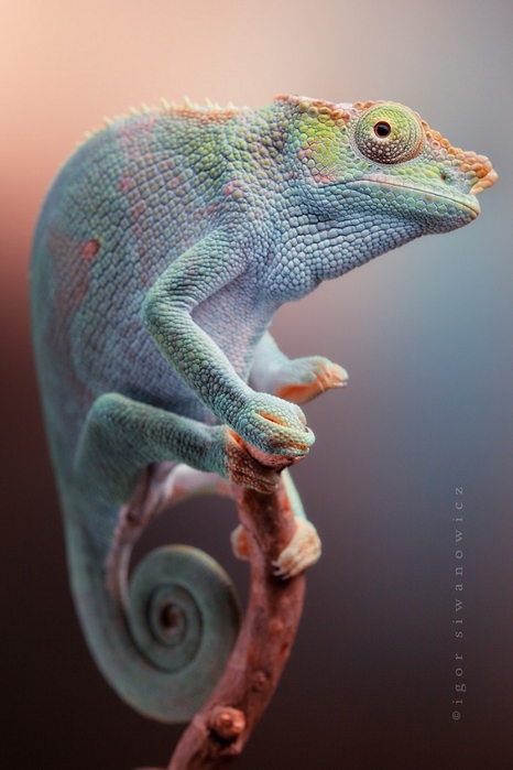 Портретное фото хамелеона от Игоря Сивановича