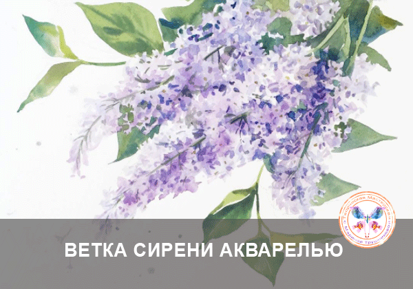 ветка сирени акварелью