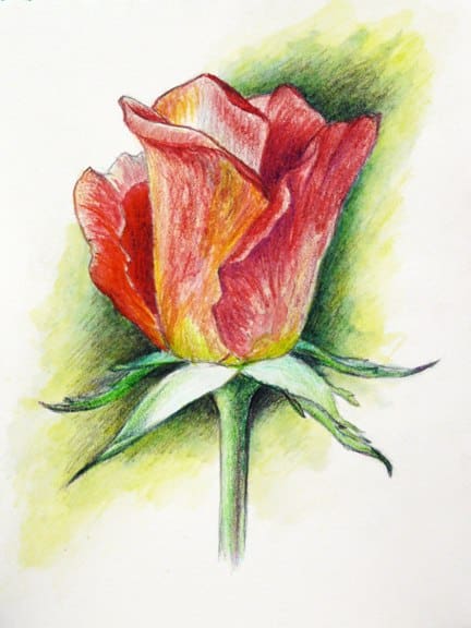как нарисовать розу акварельными карандашами
