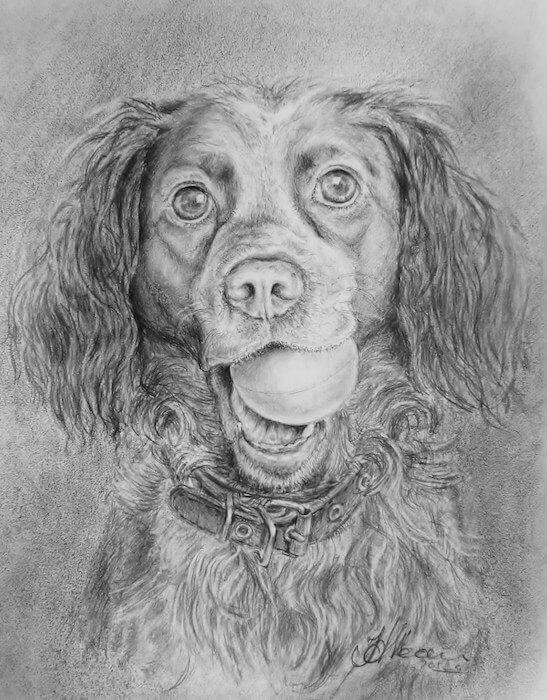 портрет собаки, карандаш, Наталья Жан