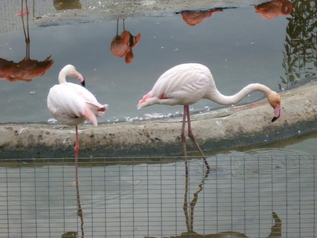 животное фламинго