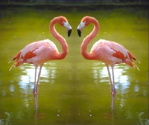 фото фламинго (пара)