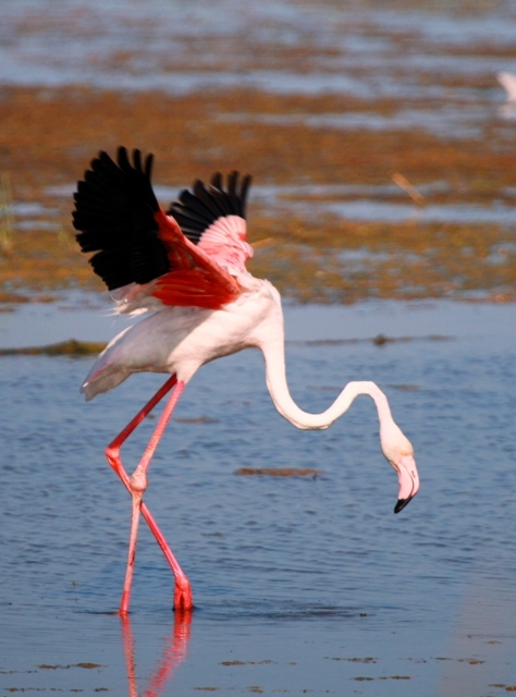 фламинго фото