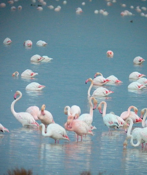 фламинго фото