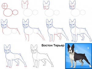 Как нарисовать собаку Бостон терьер