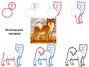 Как нарисовать собаку Исландская овчарка