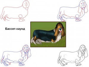 Как нарисовать собаку Бассет-хаунд