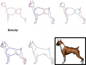 Как нарисовать собаку Боксёр