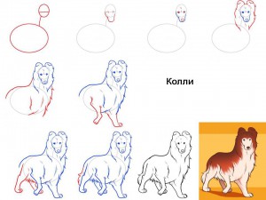 Как нарисовать собаку Колли