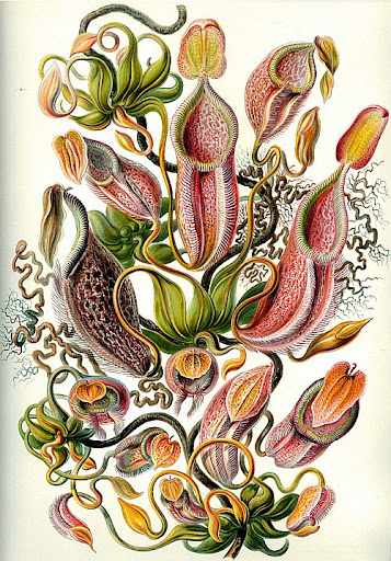 Рисунок Эрнста Геккеля - Nepenthe (Nepenthaceae)