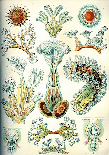 Рисунок Эрнста Геккеля - Bryozoa