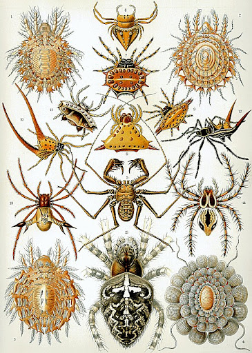 Рисунок Эрнста Геккеля - Паукообразные (Arachnida)