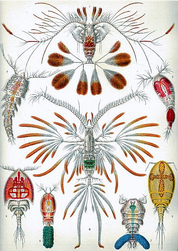 Рисунок Эрнста Геккеля - Веслоногие ракообразные (Copepoda)