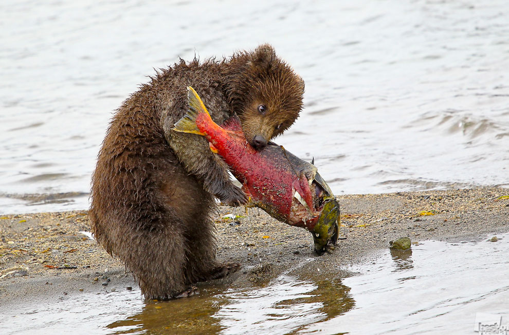Медвежонок отобрал большого лосося у мамы и убежав от братьев принялся за трапезу…