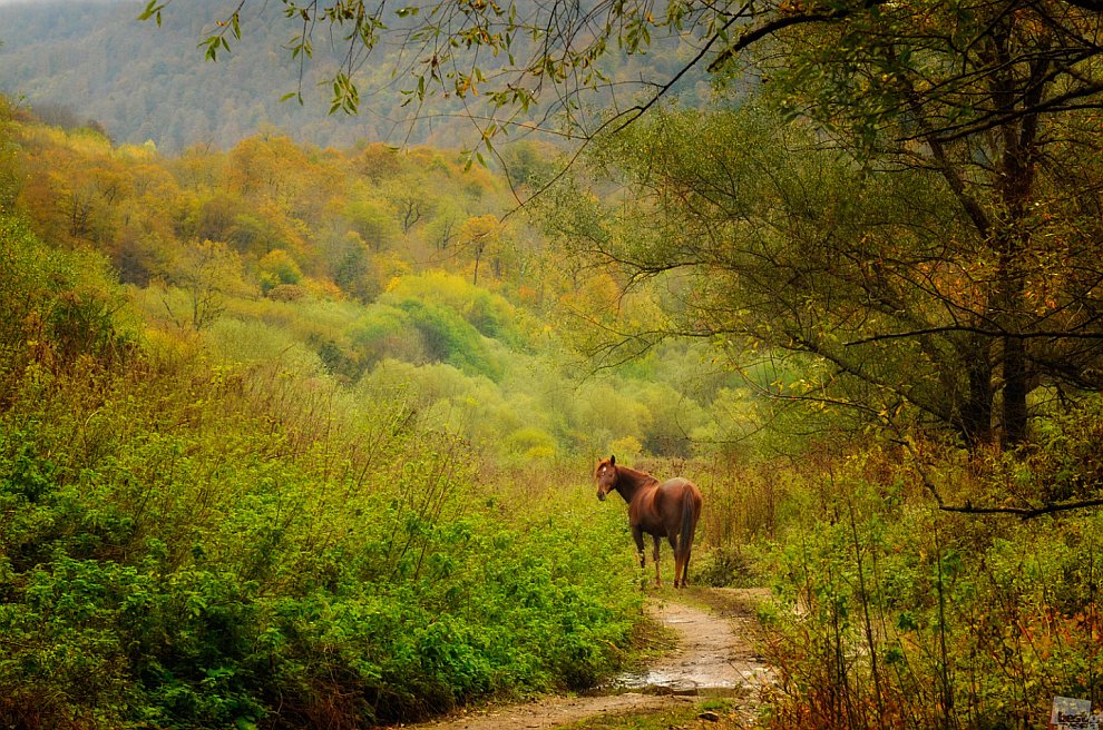 Лошадка обернулась перед уходом в осенний лес