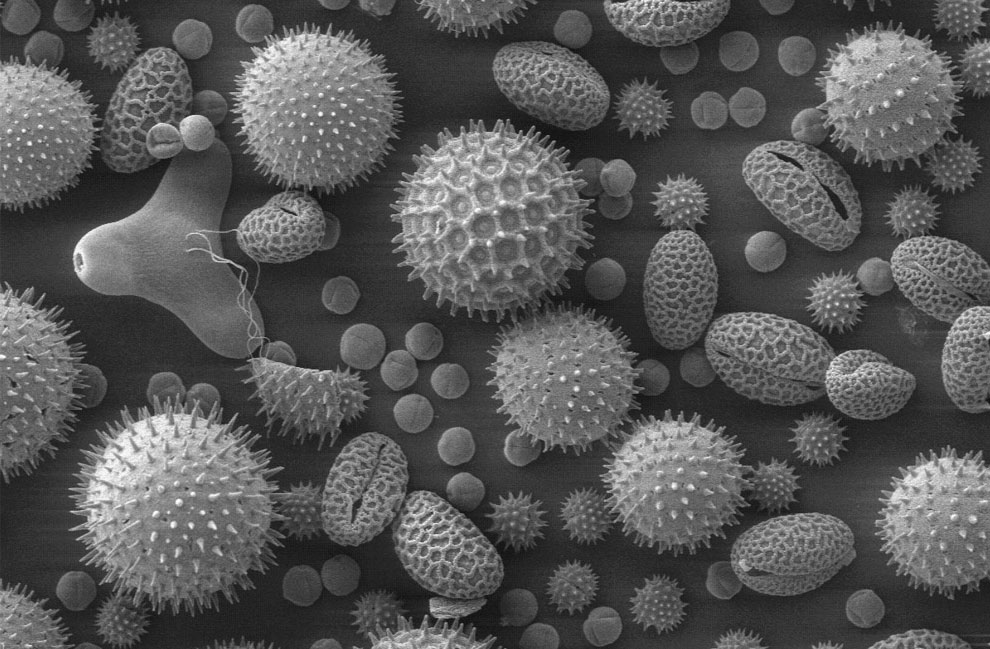 Пыльца подсолнечника под микроскопом, фото