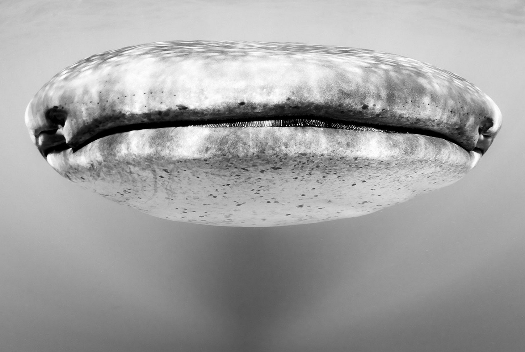 китовая акула, фотоконкурс