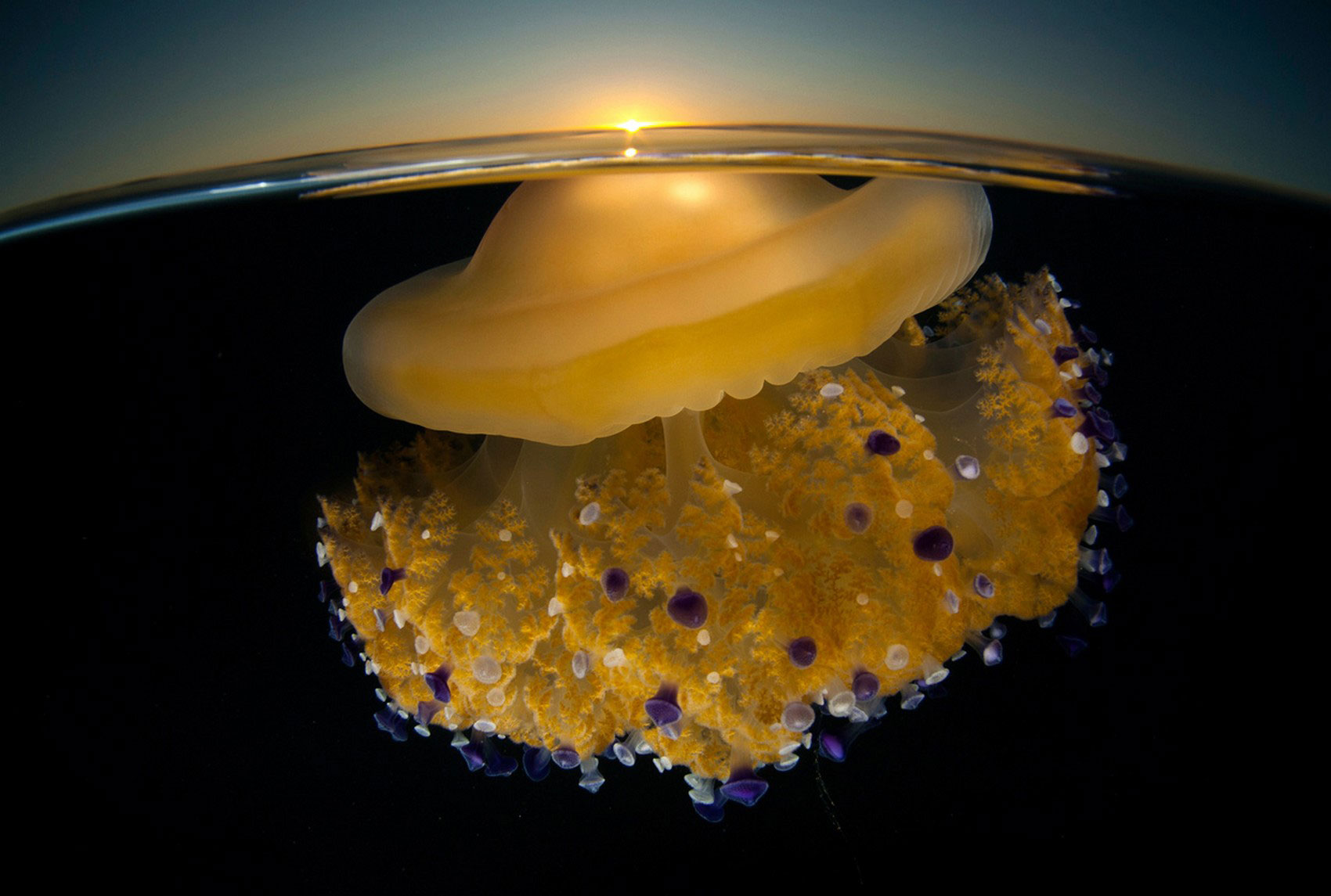 медуза, фото