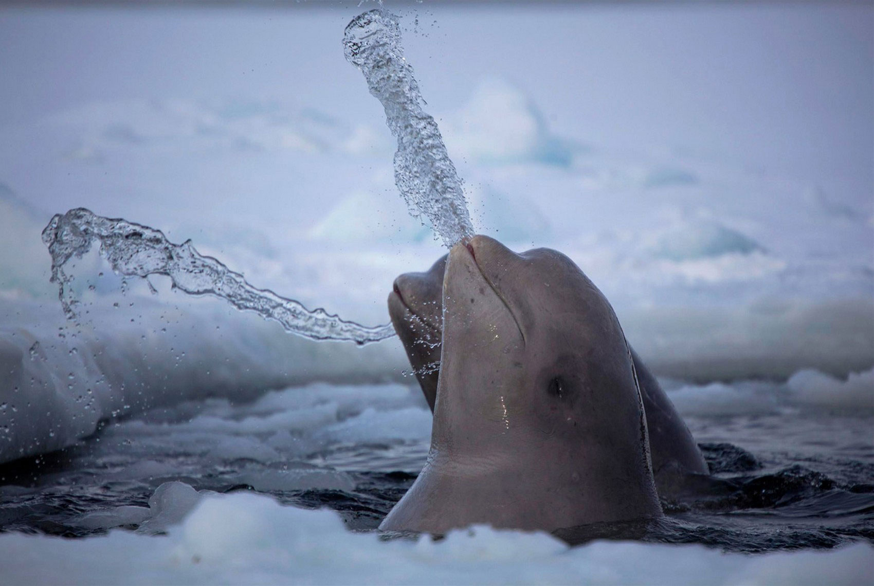 арктические киты, фото