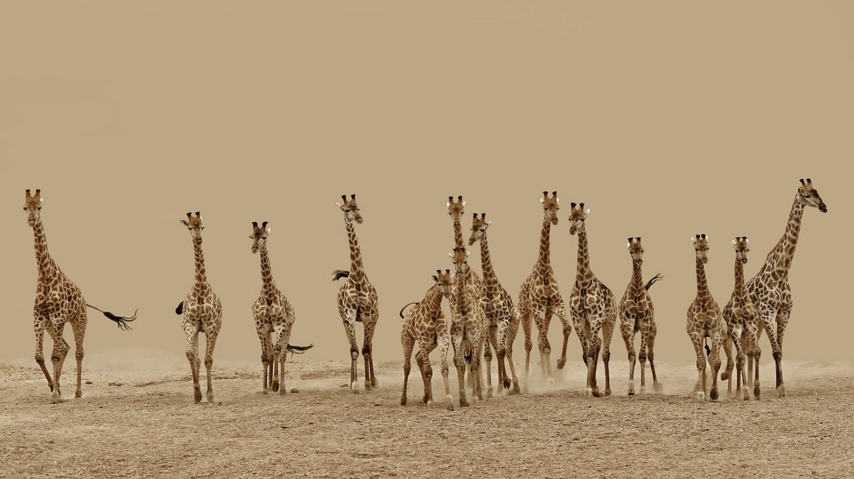 стадо жирафов, фотоконкурс